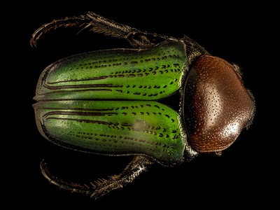 Flower beetles (scarabs)