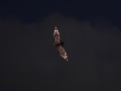 Flying foxes (fruit bats)
