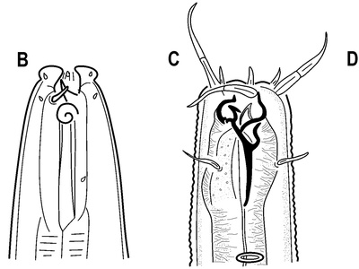 Free-living nematode