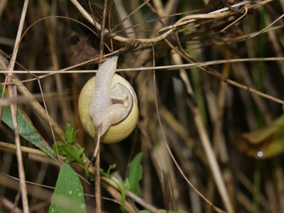 Freshwater apple snail (golden)
