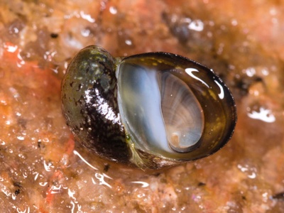 Freshwater nerite