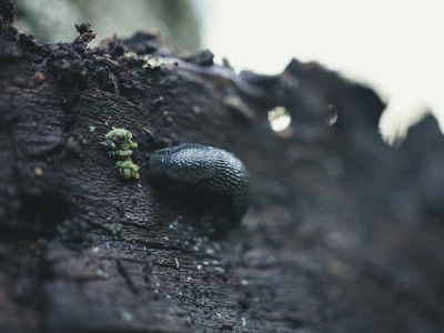 Garden slug