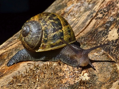 Garden snail
