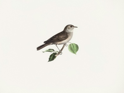 Garden Warbler