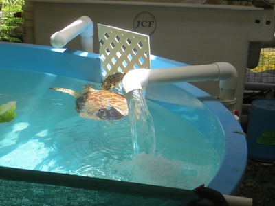 Georgia Sea Turtle Center
