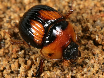 Geotrupid beetle