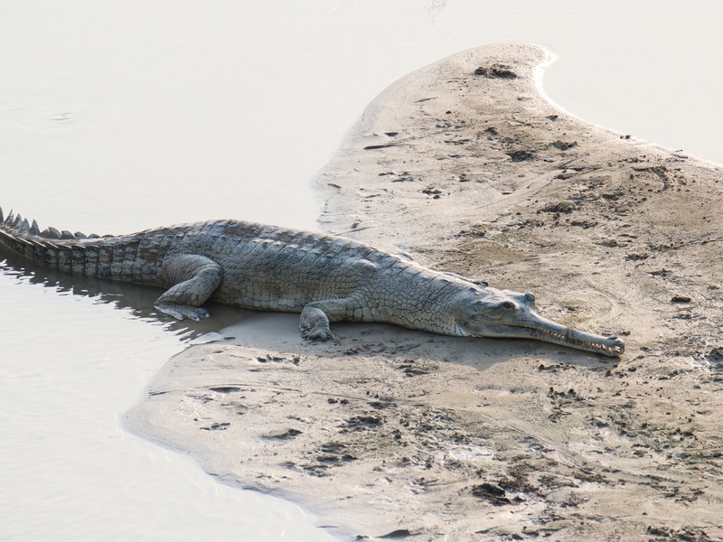 Garai Raptile List of Reptiles - 33Science