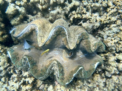 Giant clam