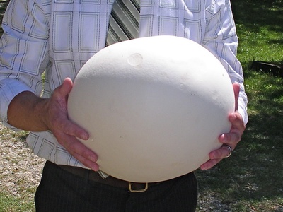 Giant puffball
