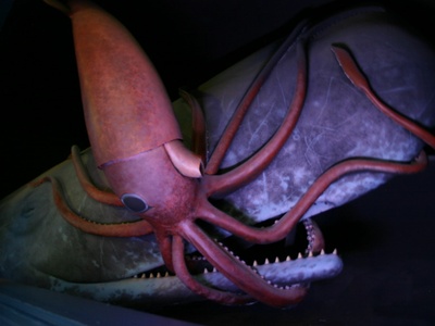 Giant squid