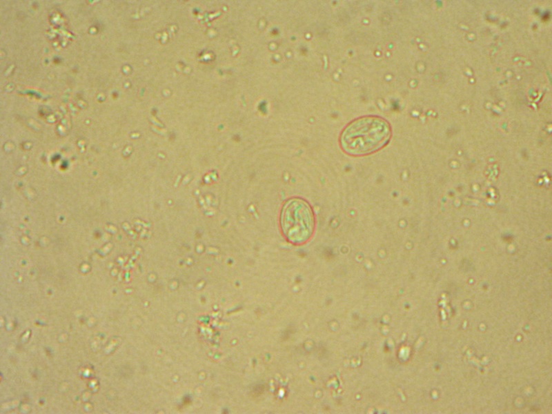 List of Protists - 33Science