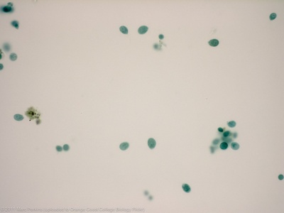 Green alga (unicellular)