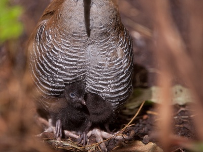 Guam rail