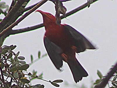 Hawaiian honeycreeper ('i'iwi)