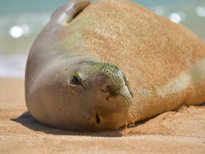 Hawaiian monk seal