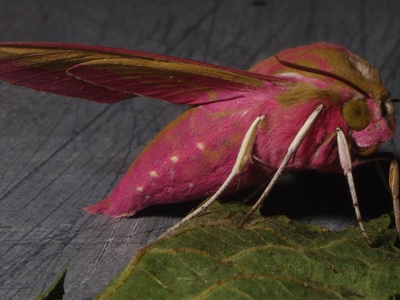 Hawk moth (sphinx moth)