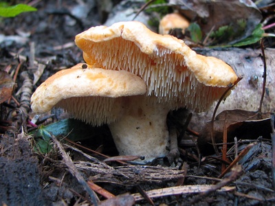 Hedgehog mushroom