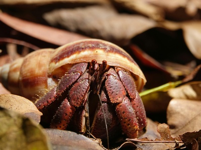Hermit crab (land)