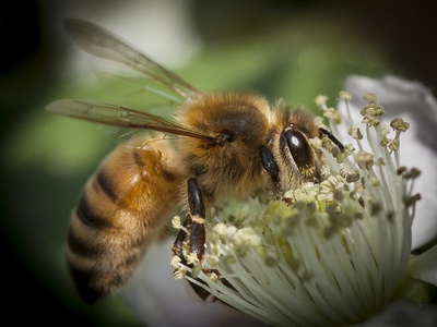 Honey bee
