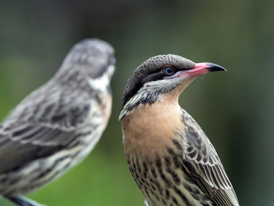 Honeyeater