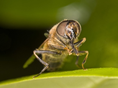 Hoverflies