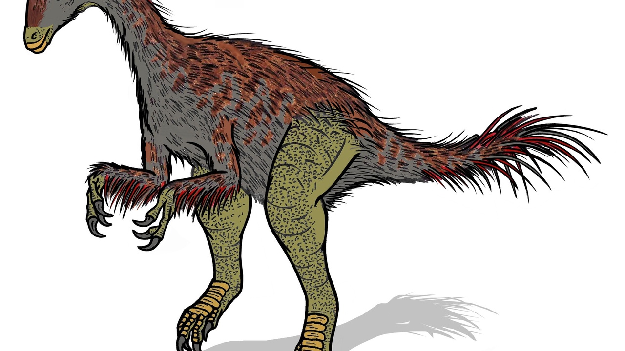 Feathered dinosaur reconstructions in a museum display showing colorful plumage