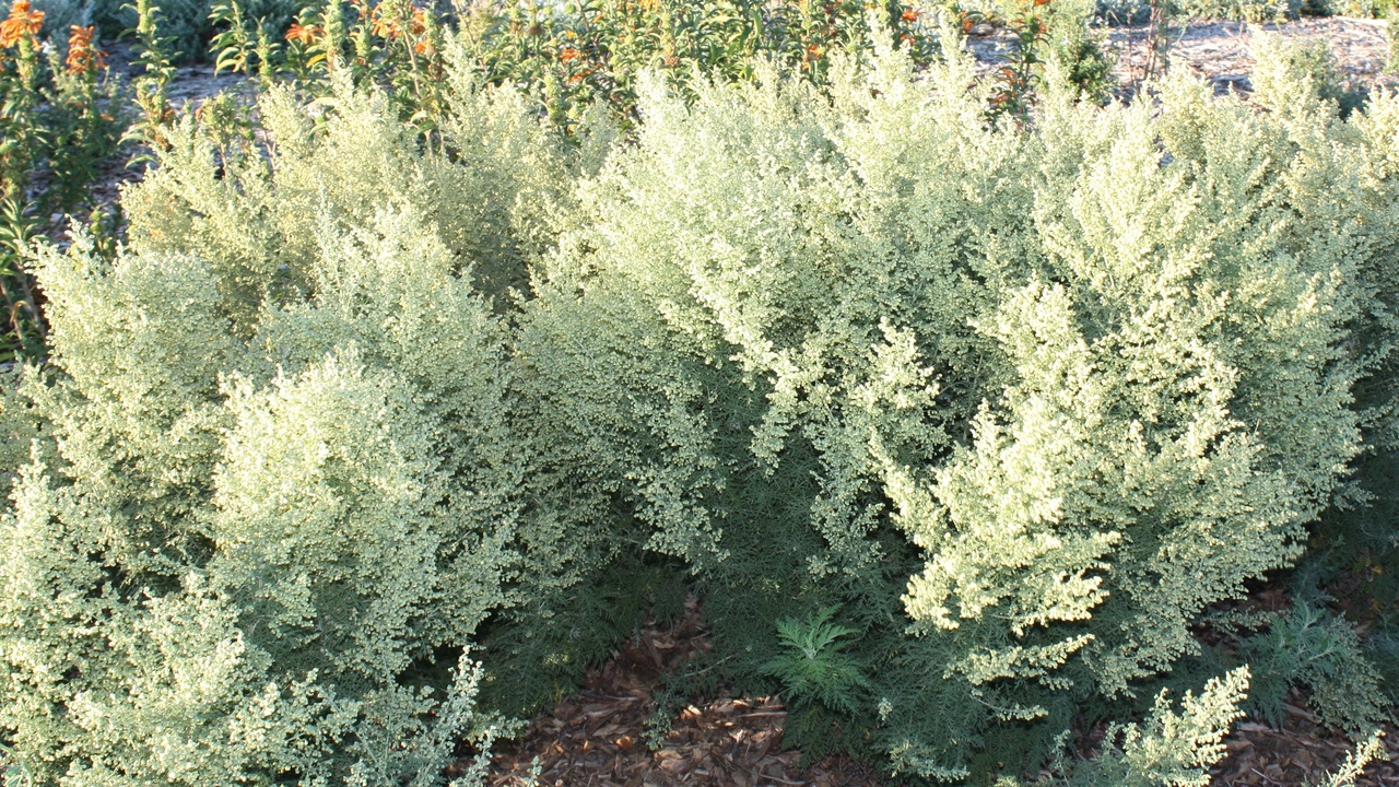 Farmers harvesting crops and botanicals used in medicine