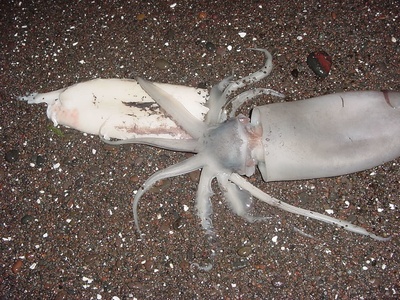 Humboldt squid (jumbo)