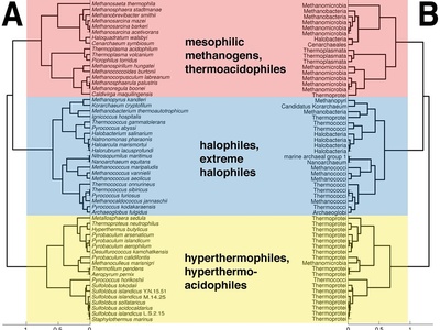 Hyperthermophile