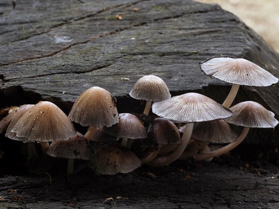Inky cap