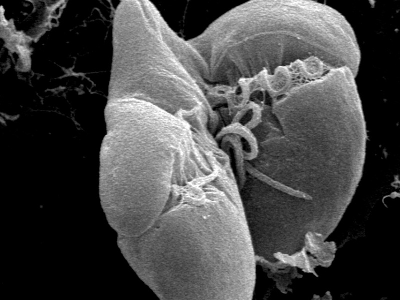 List of Protists - 33Science
