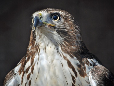 Lake Erie Nature & Science Center