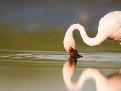 Lesser flamingo