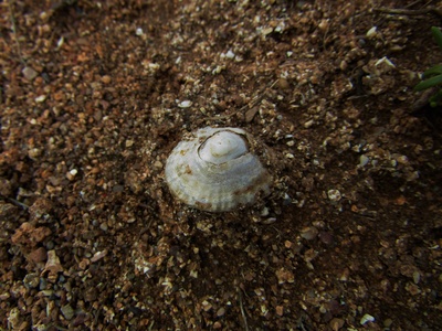 Limpet