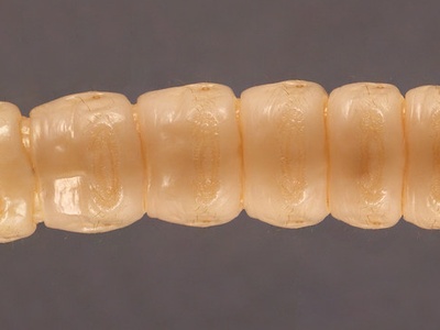 Longhorn beetle larvae