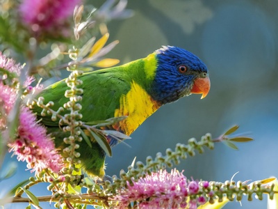 Lorikeet