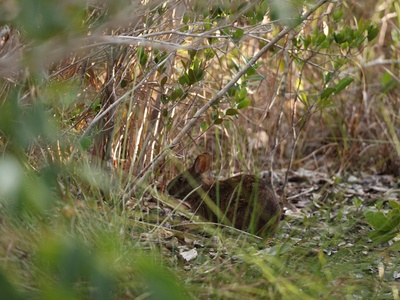 Lower Keys marsh rabbit