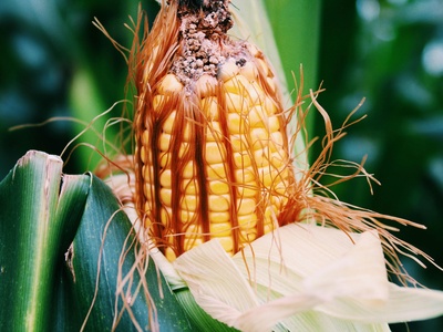 Maize (Corn)