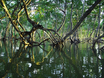 Mangrove forest
