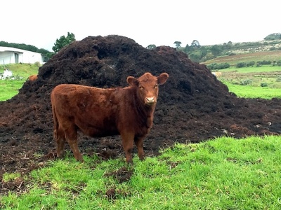 Manure (livestock manure)