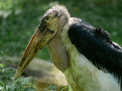 Marabou stork