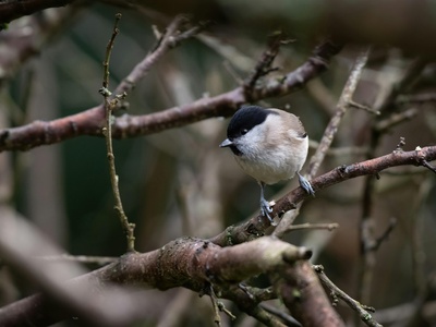 Marsh Tit