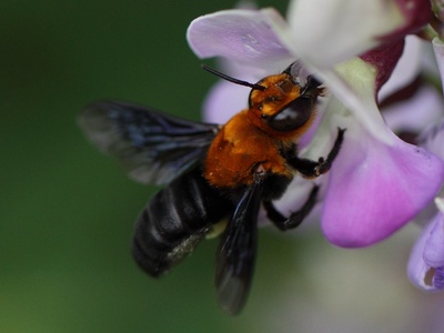 Mason & leafcutter bees