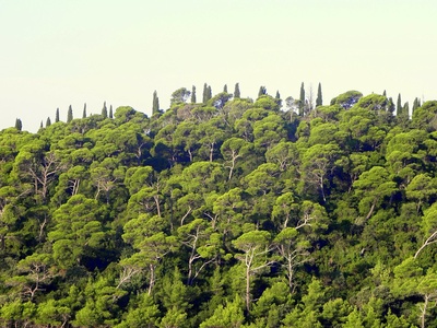 Mediterranean forest
