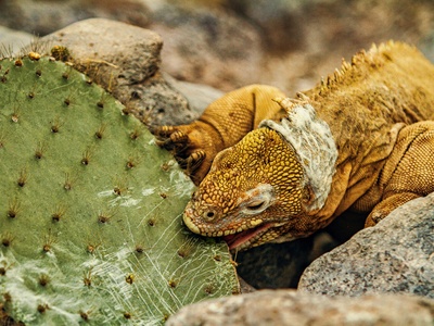 Mexican beaded lizard