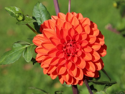 Mexican dahlia