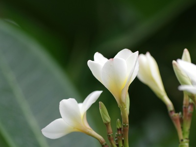 Mexican vanilla relative