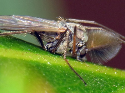 Midges (non-biting Chironomidae & others)