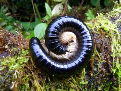 Millipede
