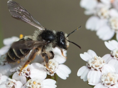 Mining bees